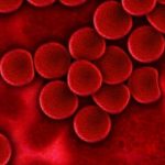 Ученые выяснили происхождение гемоглобина